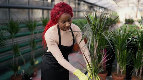 florist young woman, gardening worker lays the soil in a pot of plant