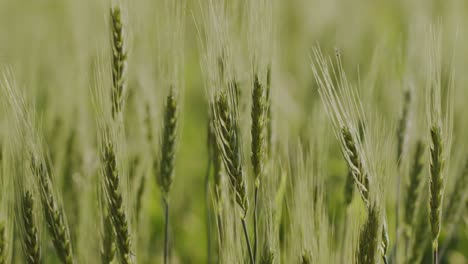 a hand-held close-up side profile shot of wheat strands swaying in wind on a sunny day