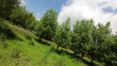 flyover evergreen grass and lush trees near the countryside. fpv shot