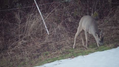 young deer feeding on the grass on a winter day