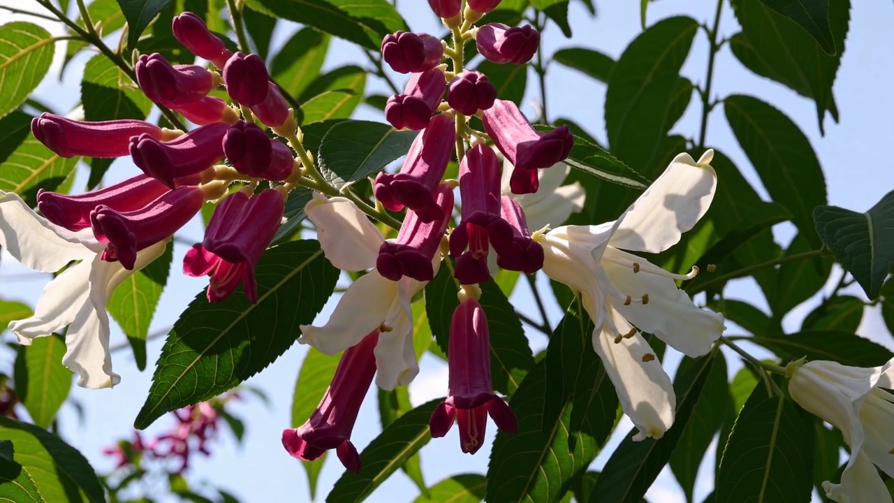 Grappoli di fiori a trombetta rosa e bianchi che sbocciano in una giornata di sole