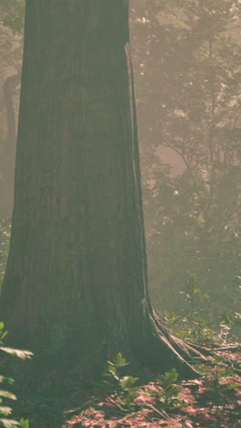 misty forest scene: a mystical journey through the woods