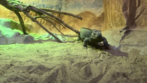 reptil en la jaula en lisboa, portugal