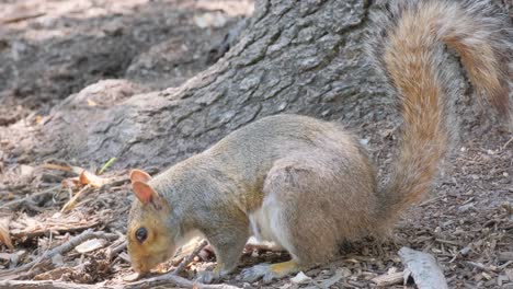 this delightful video shows a playful squirrel beside a tree, munching on a nut and foraging in the dirt, capturing charming wildlife moments