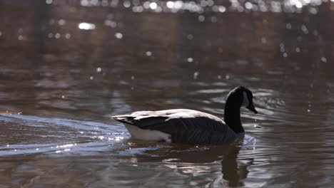 canada-goose-swimming-in-nice-sunny-reflective-water-slomo