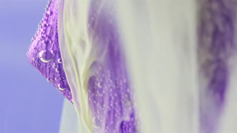 purple and white flower petals underwater with bubbles