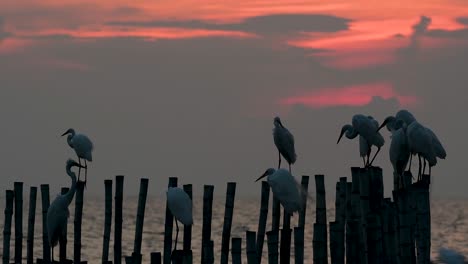 The-Great-Egret,-also-known-as-the-Common-Egret-or-the-Large-Egret