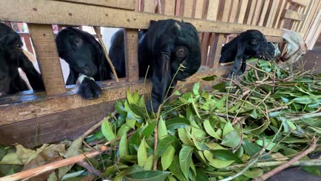 wide shot close up of etawa goats are eating green leaves on the goat farm wooden stable