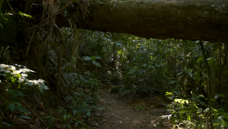 forest path with fallen tree