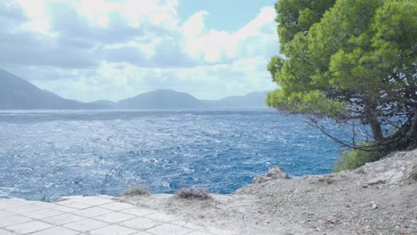 coastal scenery with pine tree