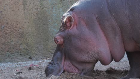 hippopotamus in zoo chewing on sand in enclosure