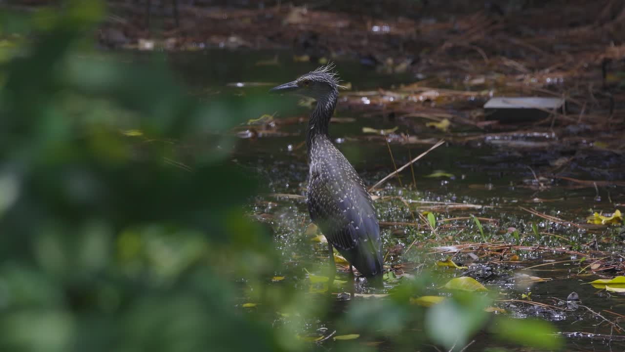 A young heron standing in a muddy forest wetland, partially obscured by green foliage.