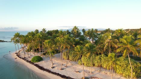 icónico complejo de palmeras con playa de arena en guadeloupe, vista aérea