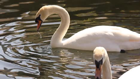 swan sailing alone in a dublin city center canal in ireland in a sunny day