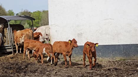 a group of cows are standing in a field next to a white wall
