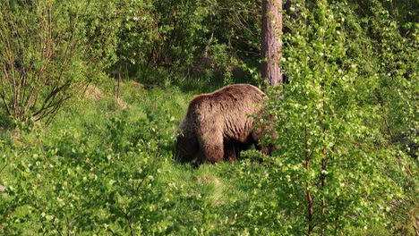 brown bear (ursus arctos) in wild nature is a bear that is found across much of northern eurasia and north america. in north america, the populations of brown bears are often called grizzly bears.