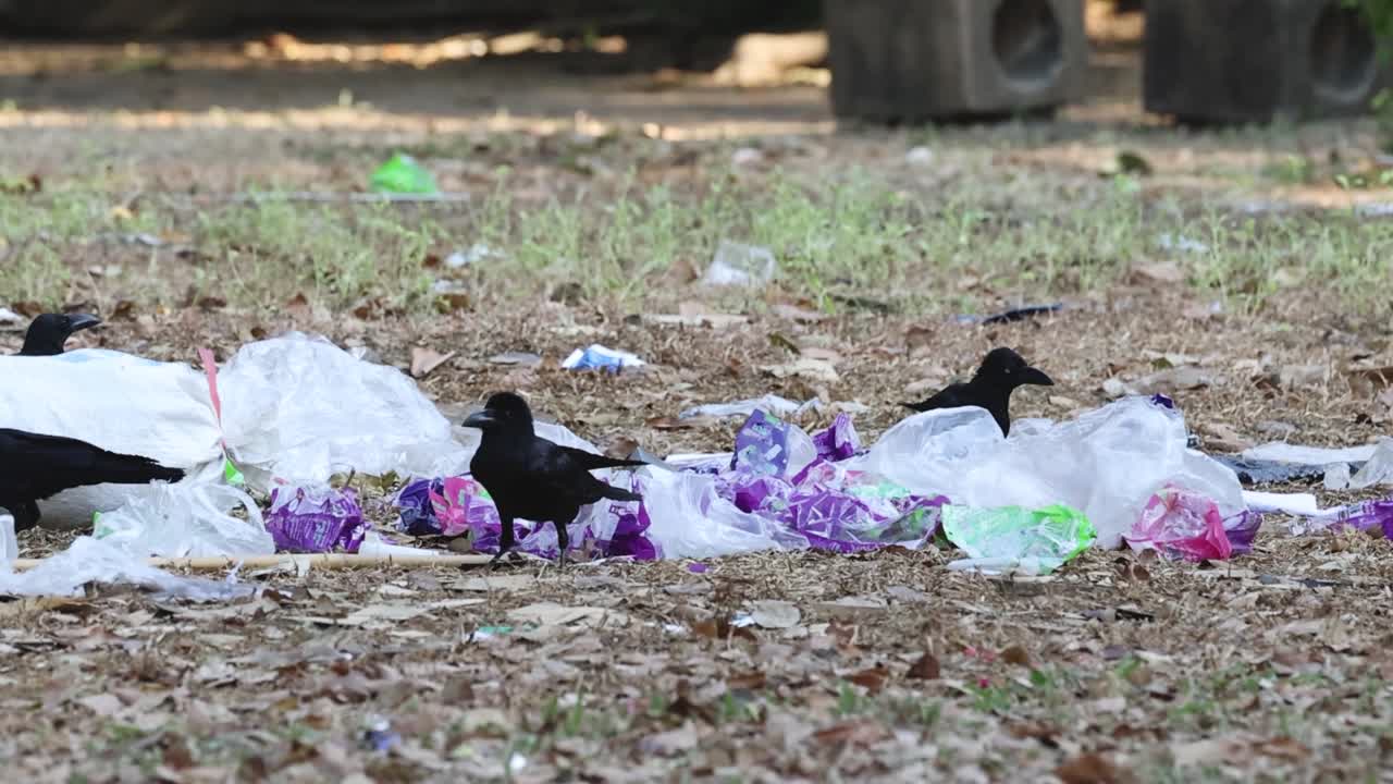 Crows explore and forage through scattered plastic bags and litter in a grassy open area.