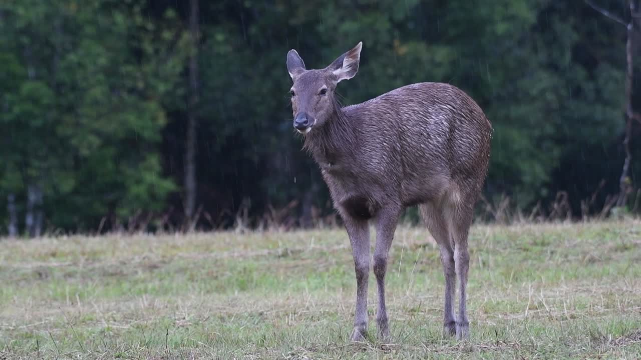 el ciervo sambar es una especie vulnerable debido a la pérdida de hábitat y la caza