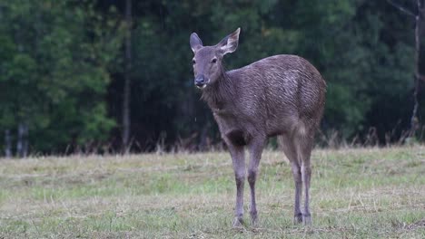 the sambar deer is a vulnerable species due to habitat loss and hunting