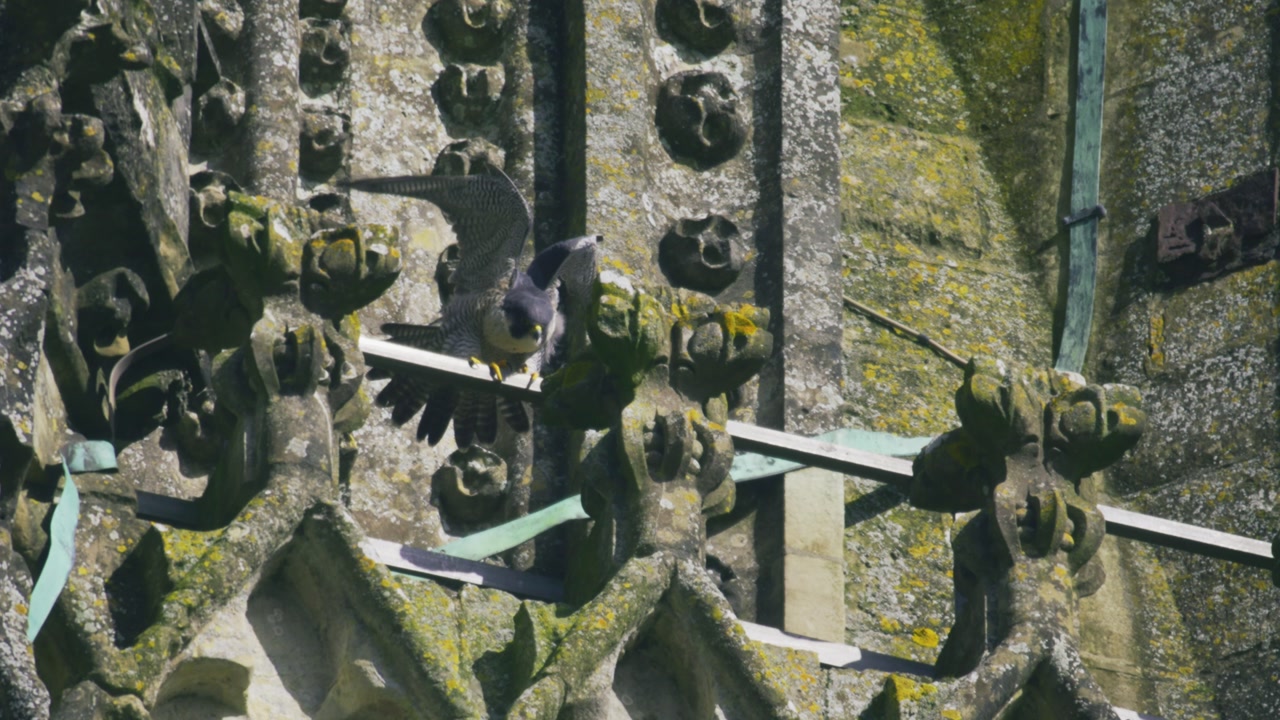 Close-up aerial view of a peregrine falcon perched on the stone architecture of Salisbury Cathedral with detailed gothic features in Wiltshire England UK