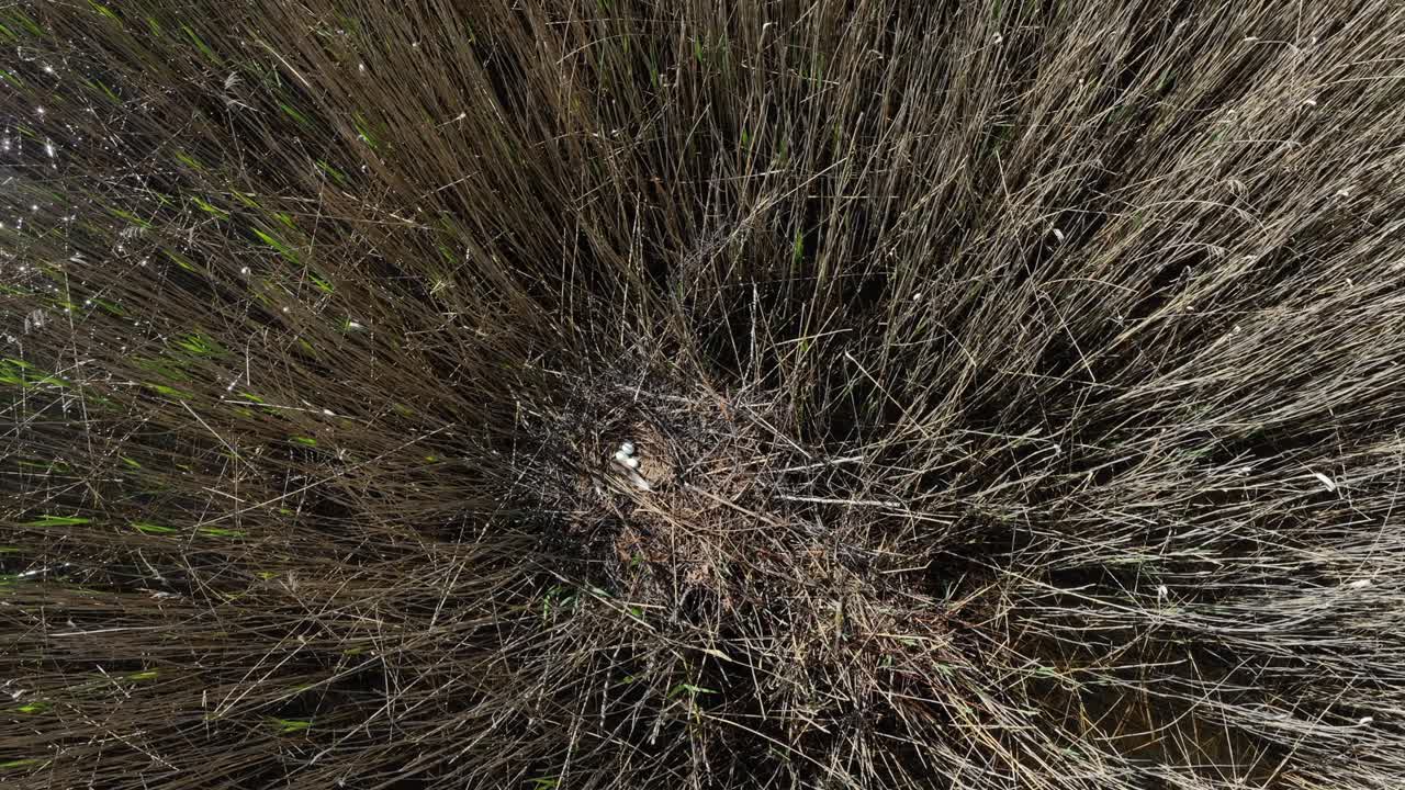 Typical nest of Western marsh harrier with three eggs. Estonia.