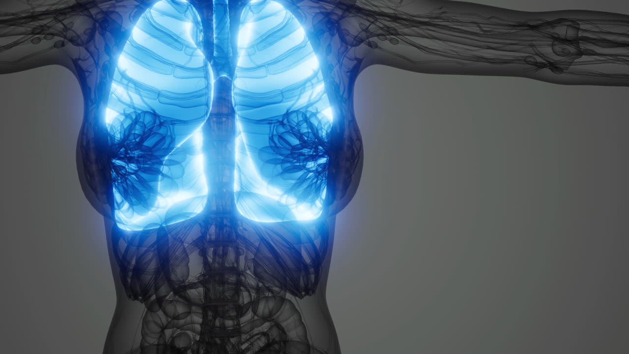 Polmoni illuminati in un rendering digitale dell'anatomia umana