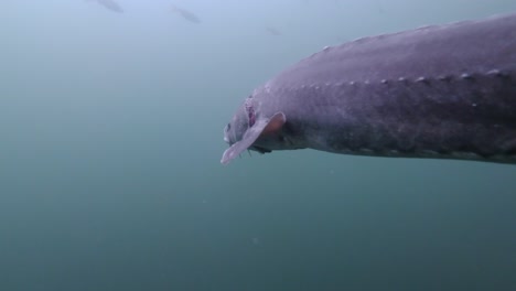 Schöner-Stör,-Der-Neben-Und-Vor-Der-Kamera-Schwimmt-Und-Dann-Flieht