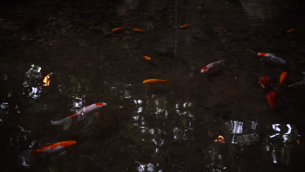 다양한 크기의 일본 잉어 금붕어가 헤엄치는 어두운 연못 위의 느린 팬