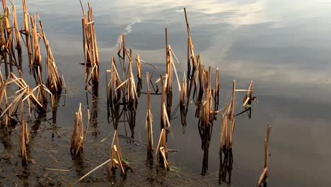 high angle shot capturing dry twigs scattered along rippled lakeshore, the gentle waves and textured shoreline creating serene contrast under the soft daylight at wales, uk