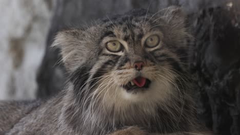 close-up of a surprised asian forest cat