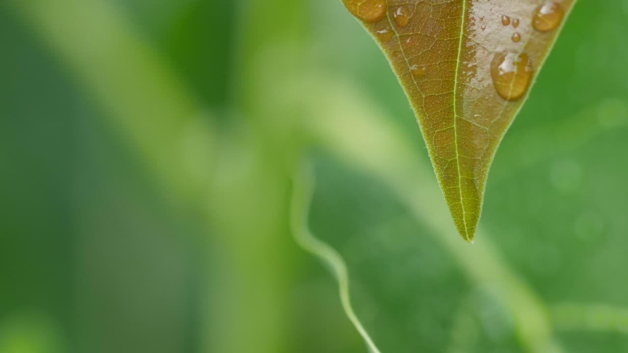 gotas de lluvia por la mañana sobre una hoja joven con copyspace