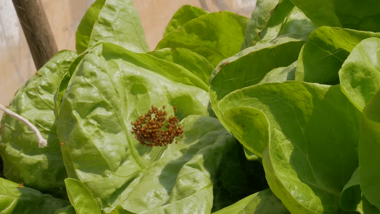 criadero de arañas. pequeñas arañas recién nacidas