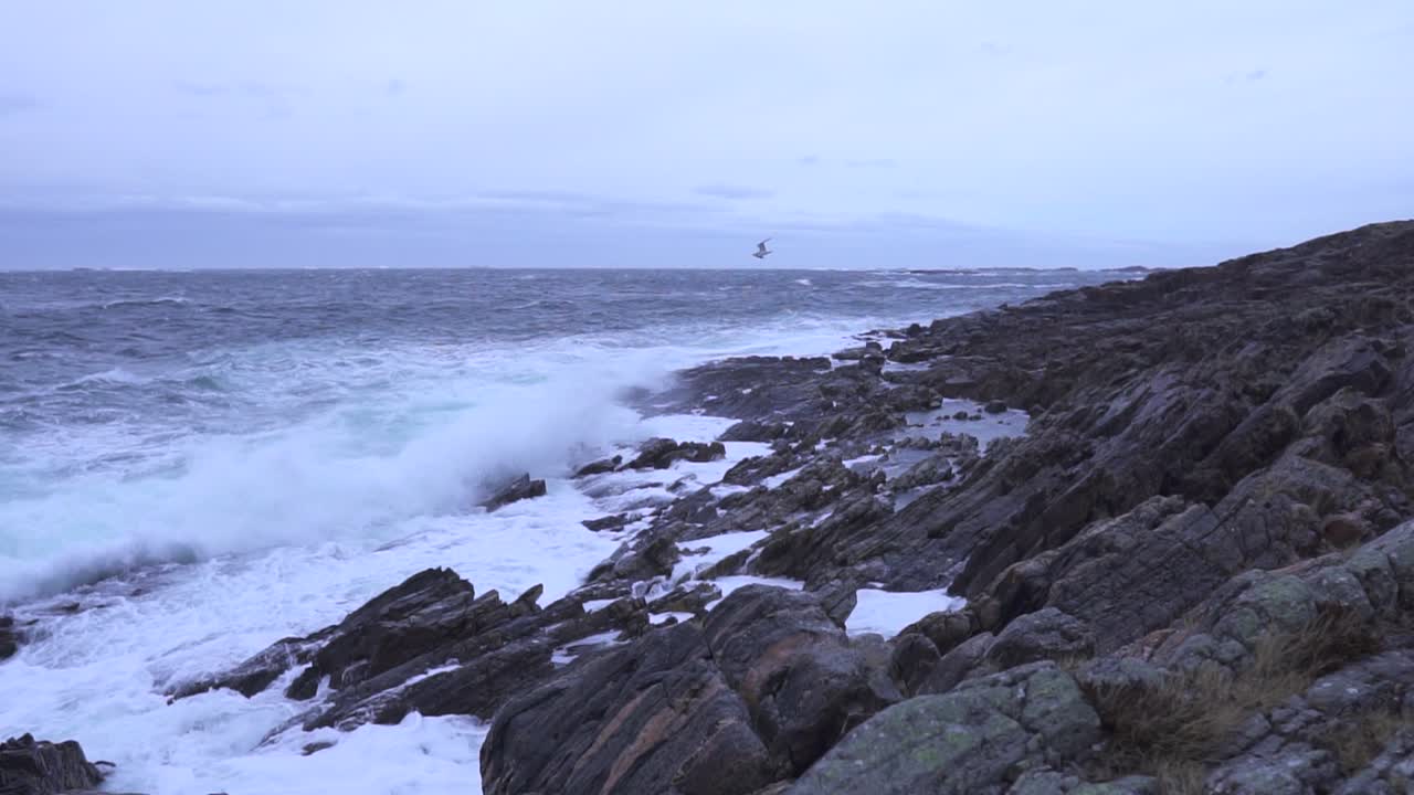 медленный снимок чайки, падающей в море рядом с берегом, где волны бьются о скалы