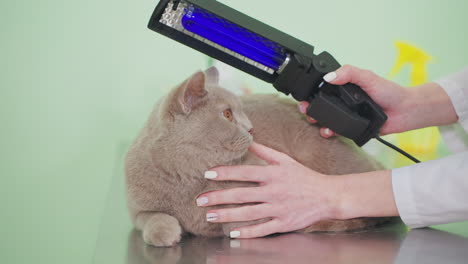 veterinarian examining a cat with uv light