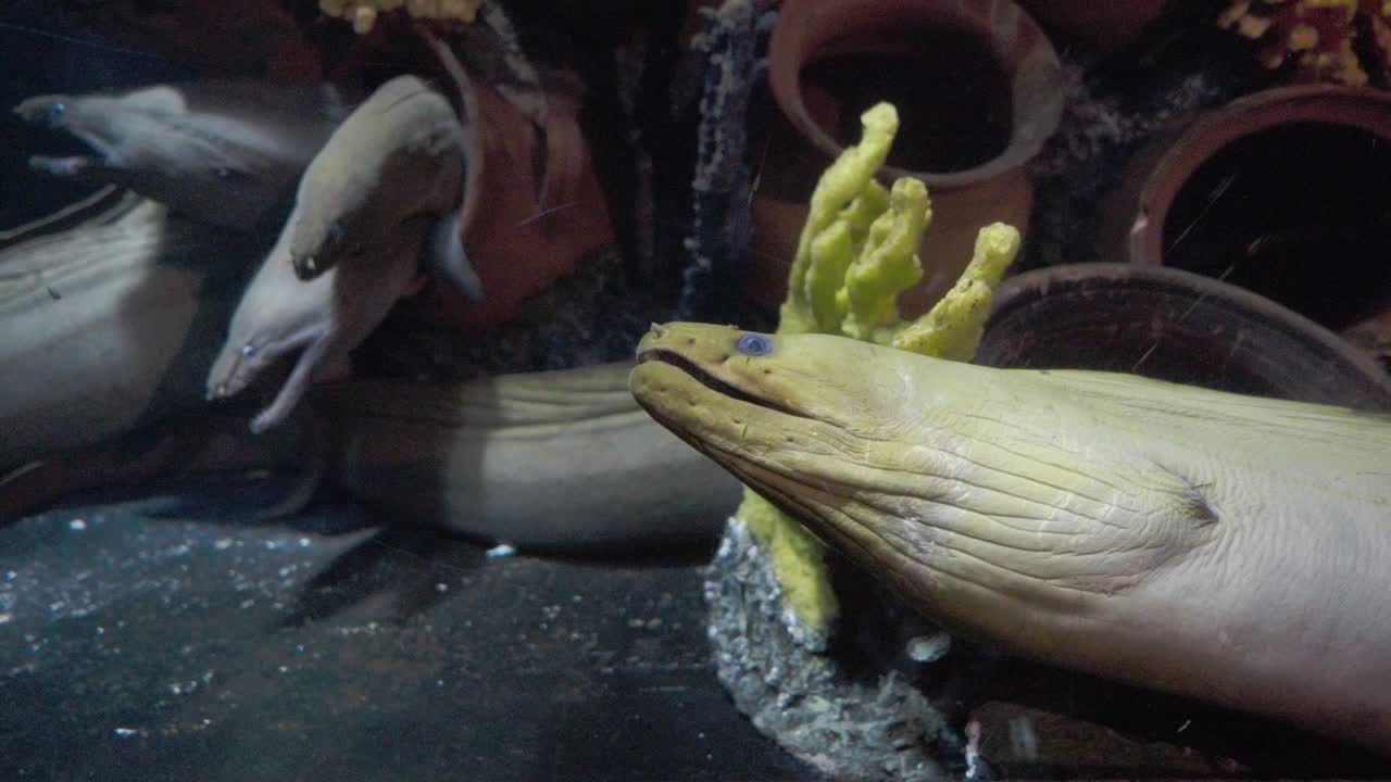 수족관 물고기 크 안에서 포로로 잡힌 갈고리