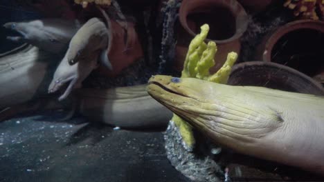 anguilas en cautiverio dentro de un tanque de peces de acuario