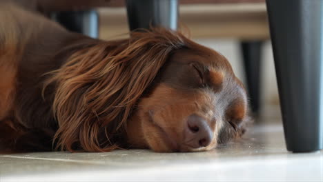 el perro salchicha marrón y soñoliento se queda dormido tirado en el suelo debajo de una silla