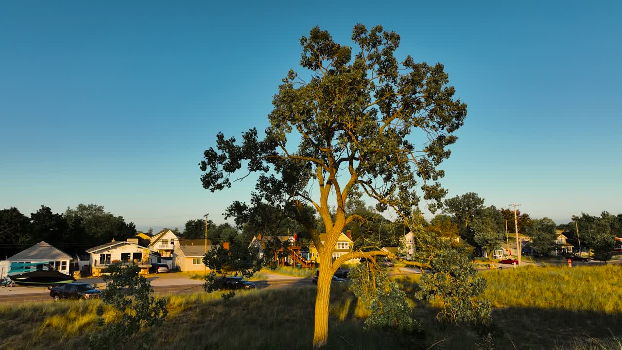 나무 근처에서 앞으로 굴러 올라갑니다.
