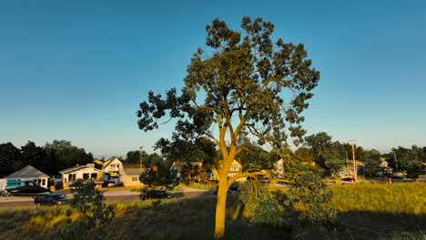 dollying hacia adelante y empujando hacia arriba cerca de un árbol