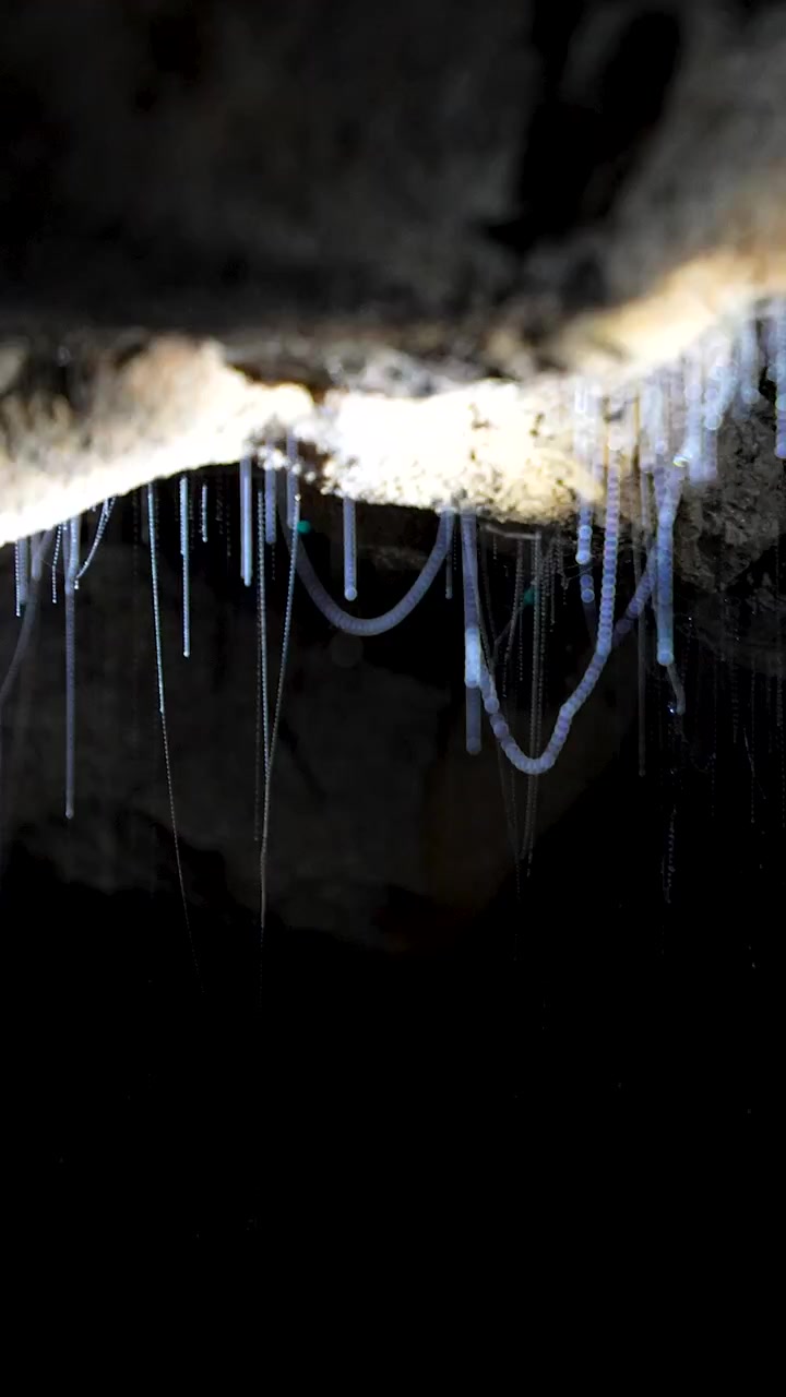 Gusanos luminosos colgando en hilos pegajosos del techo de la cueva Waitomo Ruakuri. Vertical