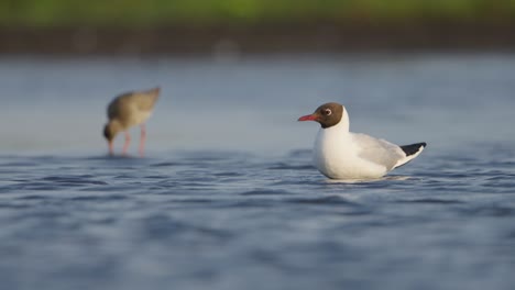 Closeup-view-of-black-headed-gull-in-water-with-rack-focus-toward-head-of-swan