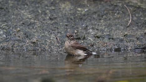 Mirando-A-La-Izquierda-Tomando-Un-Buen-Baño-Antes-De-Posarse,-Taiga-Papamoscas-Ficedula-Albicilla,-Chonburi,-Tailandia