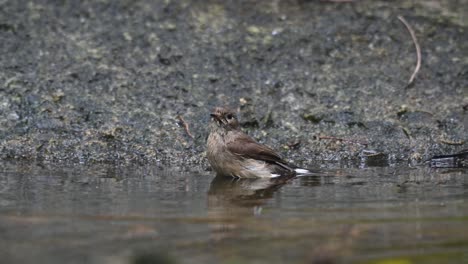 mirando a la izquierda tomando un buen baño antes de posarse, taiga papamoscas ficedula albicilla, chonburi, tailandia