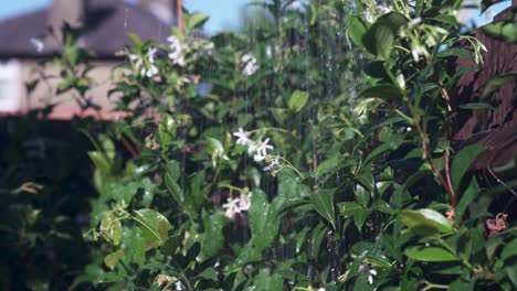 Planta-De-Jazmín-Que-Crece-Hojas-Verdes-Frescas-Y-Flores-Blancas-Que-Se-Riegan