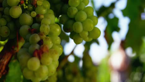 primer plano de las uvas verdes en el viñedo