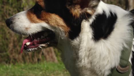 dog walking in the park