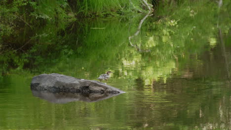 Eine-Kleine-Ente,-Die-Von-Einem-Felsen-In-Einen-See-Hüpft