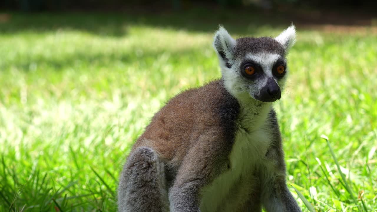 Um lêmure-de-cauda-anelada (Lemur catta) sentado e descansando na sombra, olhando ao redor, close-up