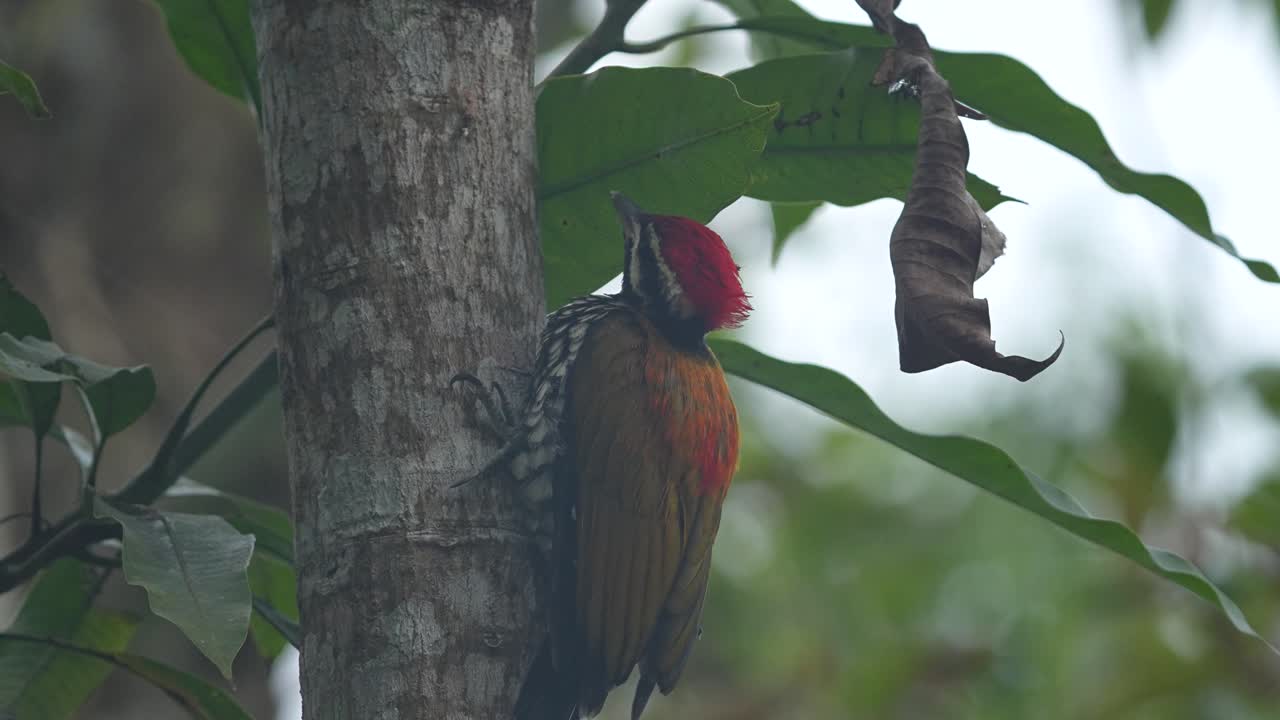 Common Flameback woodpecker clinging to the side of a tree trunk, natural woodland or forest habitat