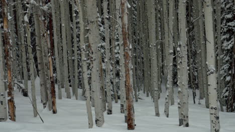 December January Christmas winter Aspen Snowmass wilderness tree forest fresh snow powder scenic snowing Colorado Rocky Mountains Telluride Crested Butte Vail slow motion smooth pan